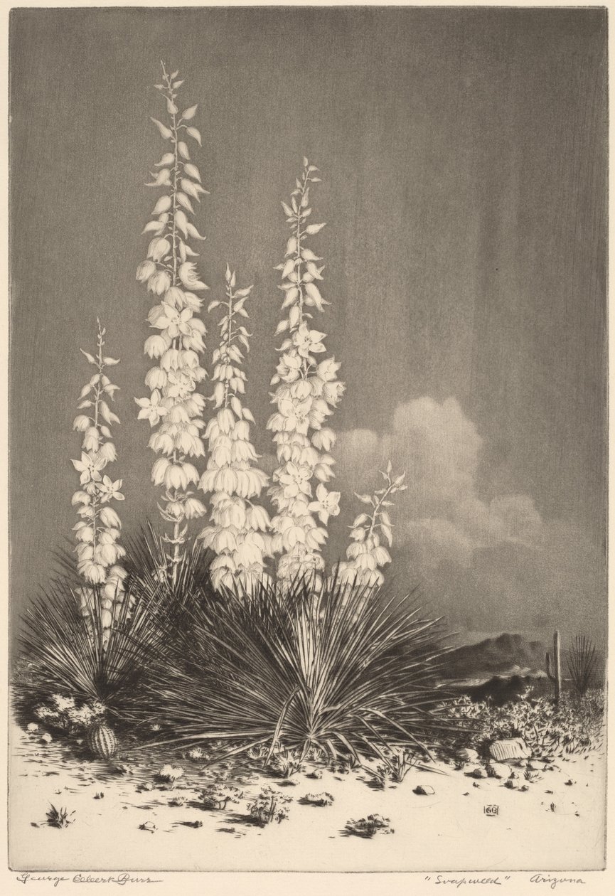 Soapweed, Arizona (no. 2) de George Elbert Burr
