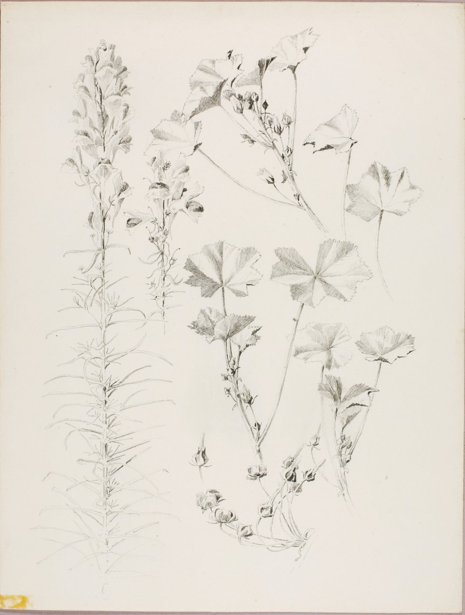 Sin título (Estudio botánico) de George Elbert Burr