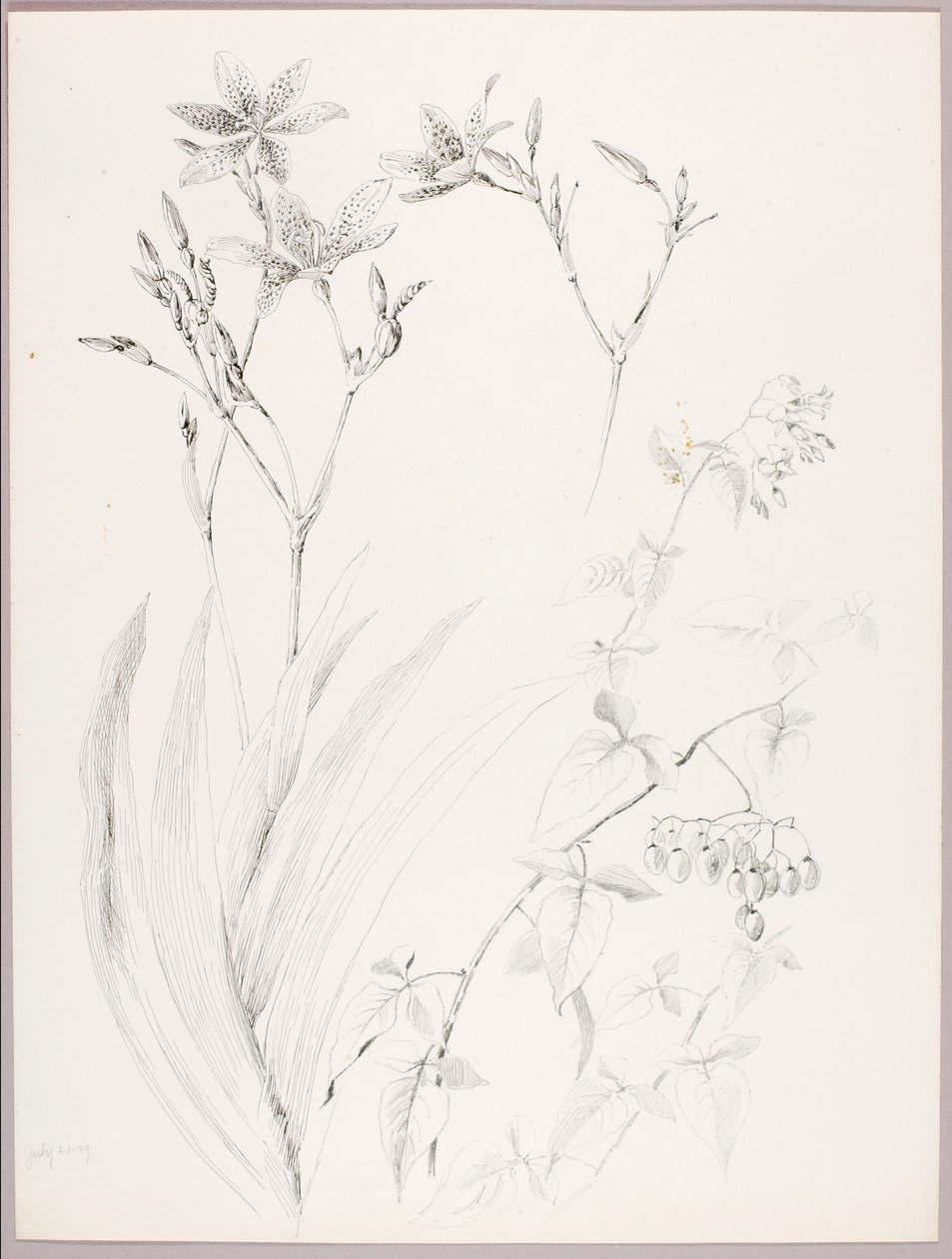 Sin título (Estudio botánico) de George Elbert Burr