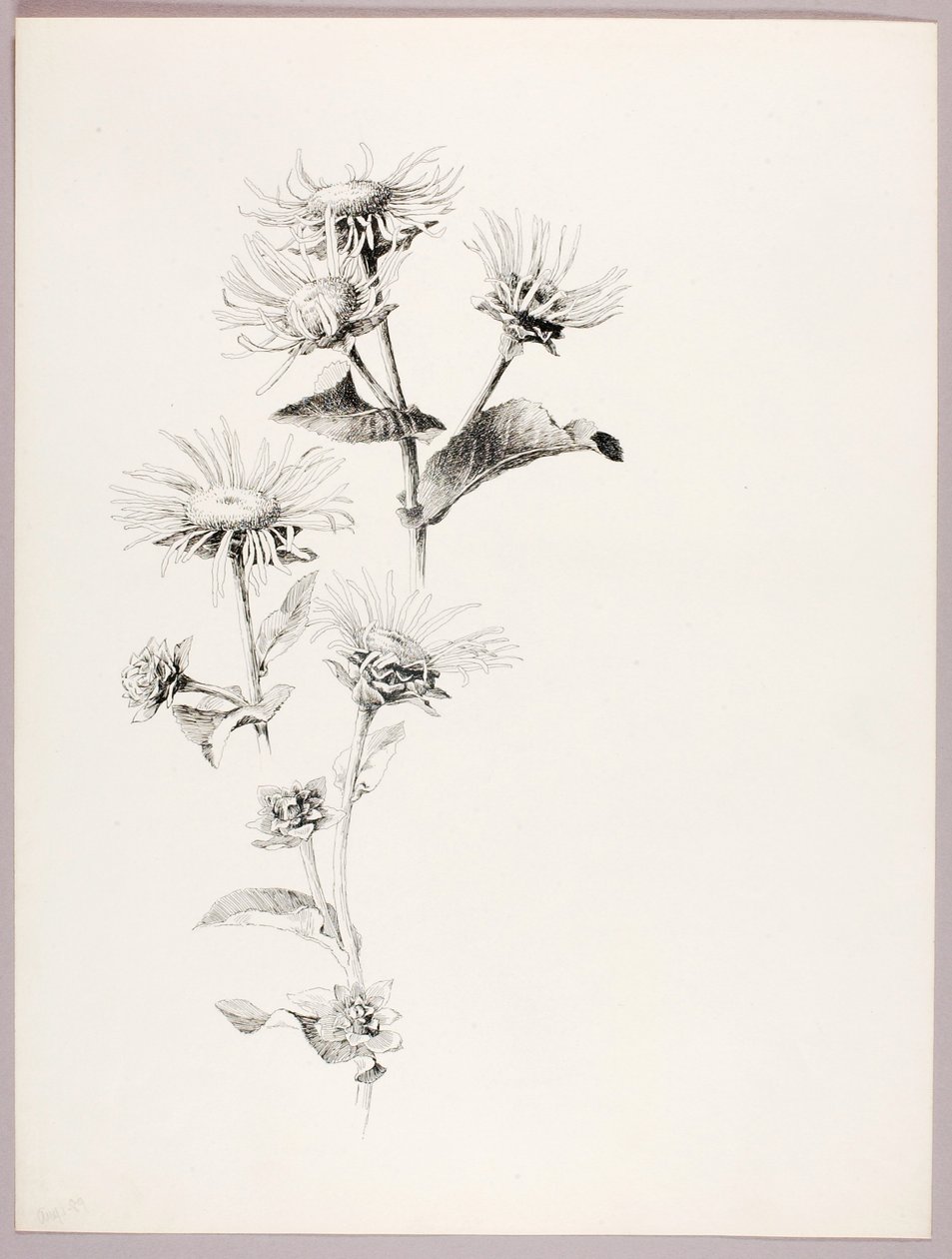 Sin título (Margaritas) de George Elbert Burr