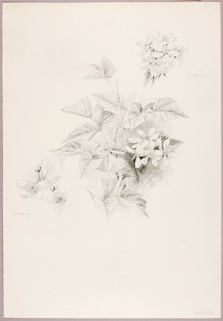 Sin título (Dewberry y Blackberry) de George Elbert Burr