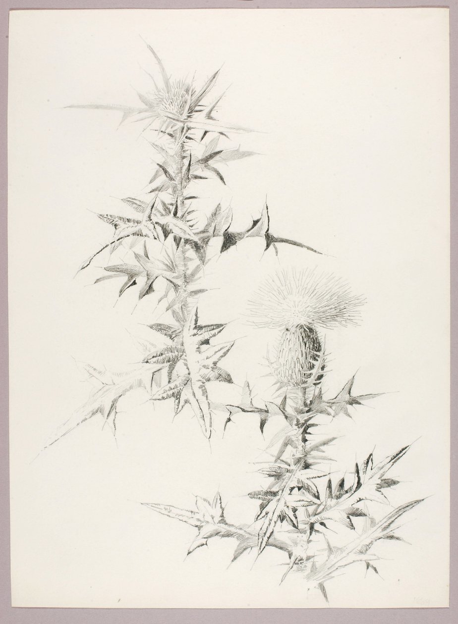 Sin título (Cardo) de George Elbert Burr