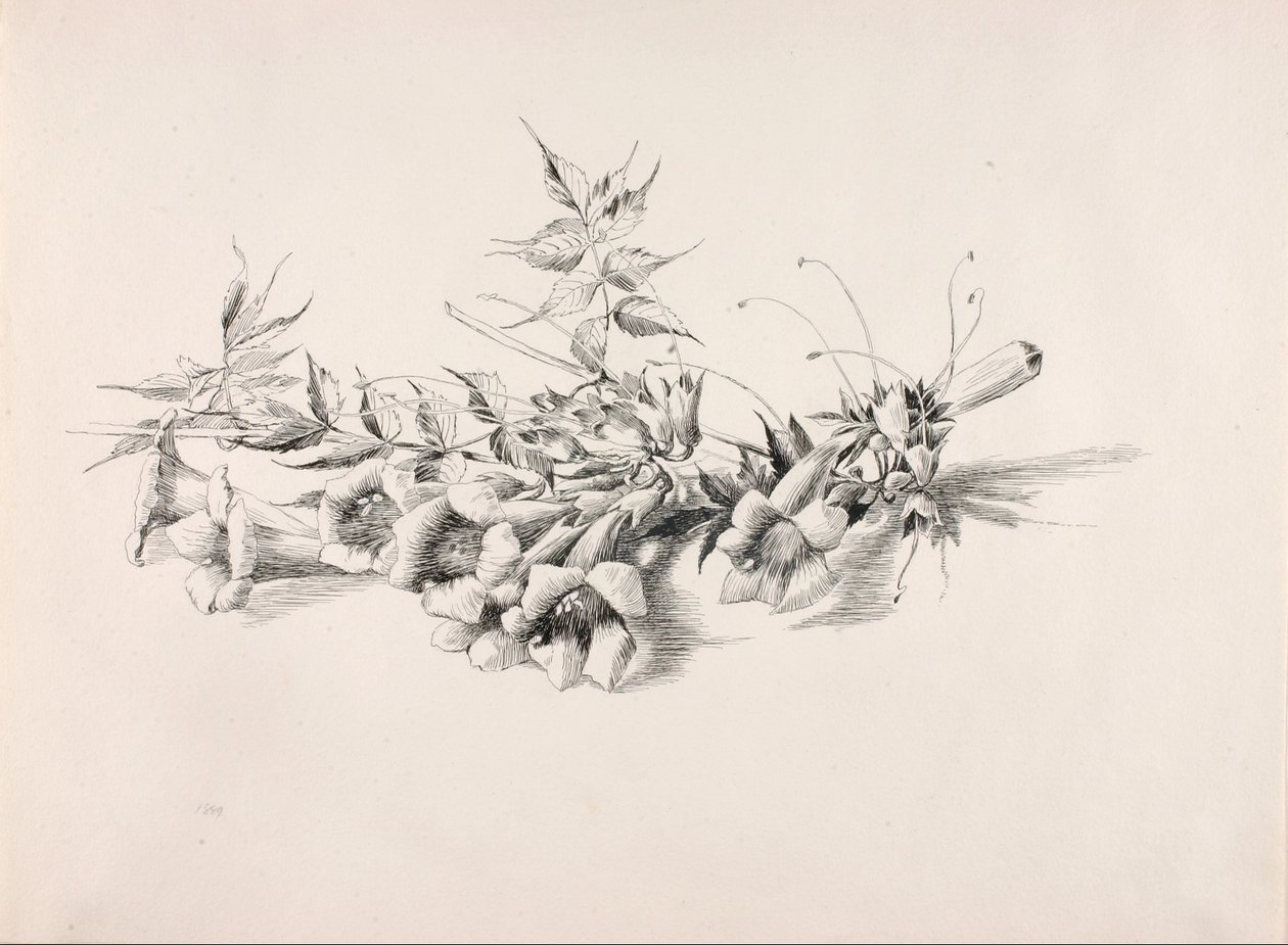 Sin título (vid trompeta, Campsis Radicans) de George Elbert Burr
