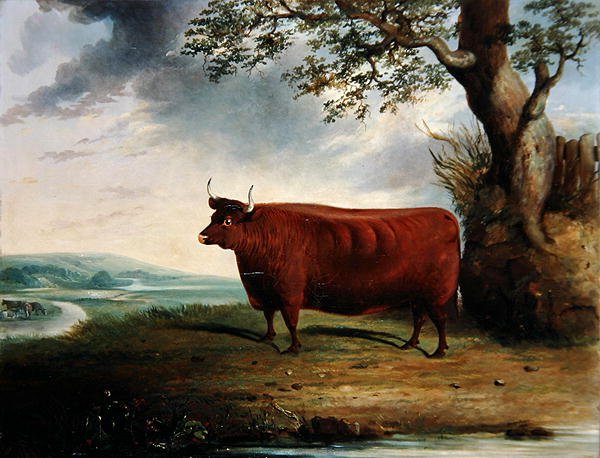 Retrato de una vaca marrón de George Fenn