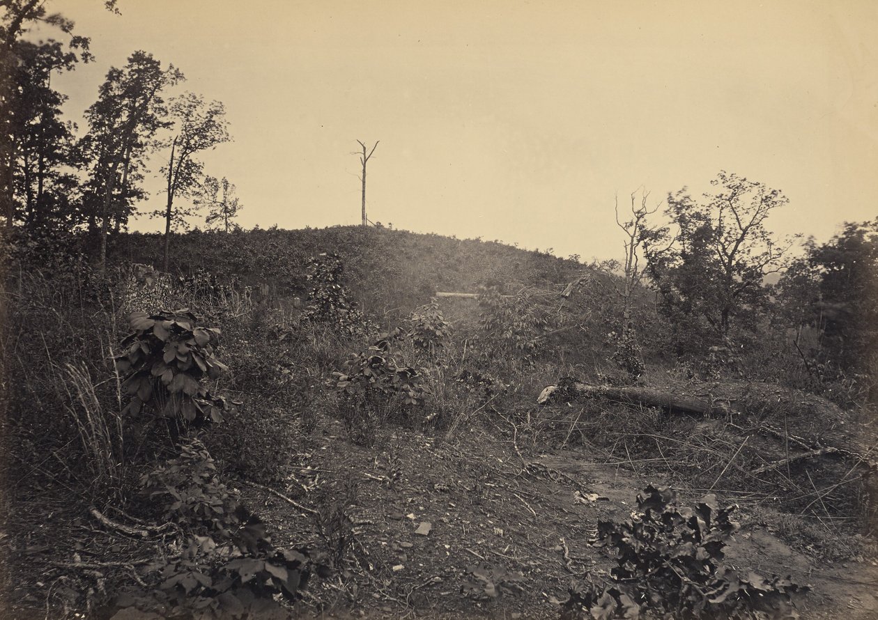 Pinar de George N. Barnard