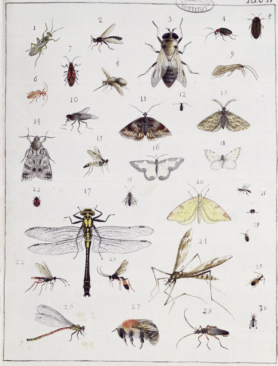 Varios insectos, lámina IV de 