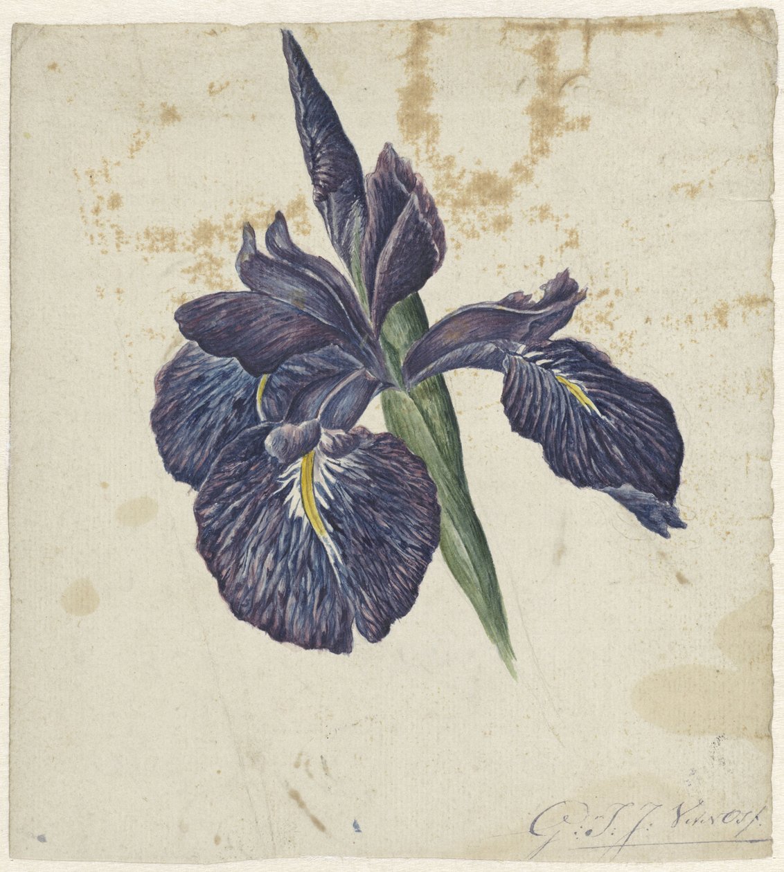 Iris de Georgius Jacobus Johannes van Os