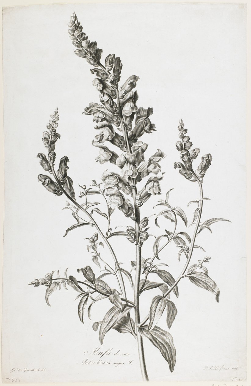 Mufle de ternera, de Fleurs Dessinees d
