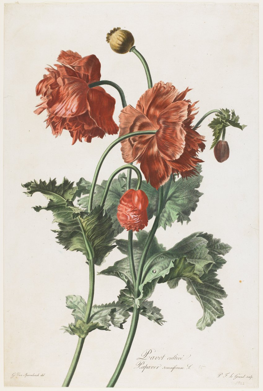 Pavot cultivado, de Fleurs Dessinees d