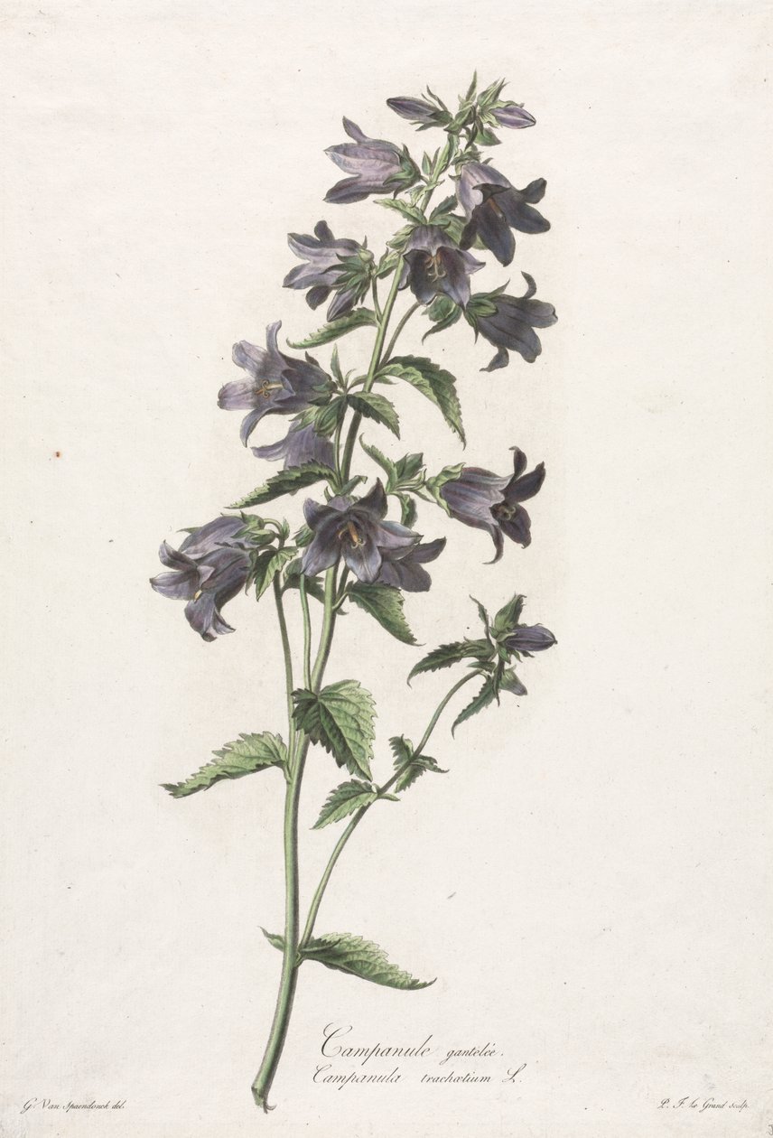 Flores dibujadas del natural: Campanula gantelée de Gerard van Spaendonck