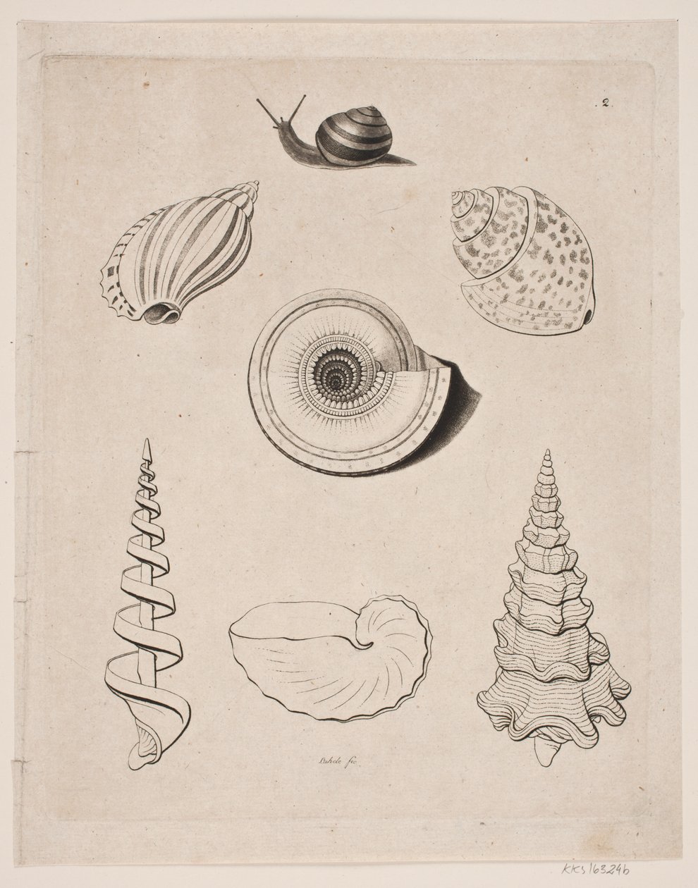 Tabla con caracoles de Gerhard Ludvig Lahde