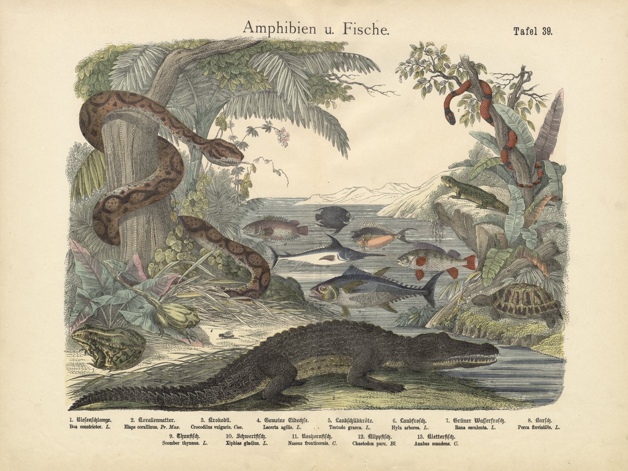 Anfibios y peces, c.1860 de German School