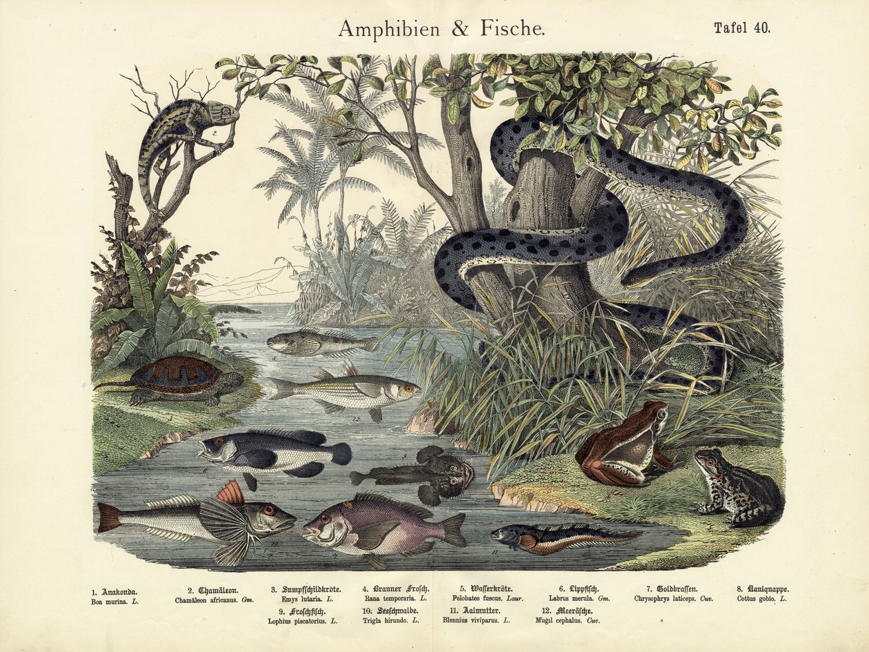 Anfibios y peces, c.1860 de German School