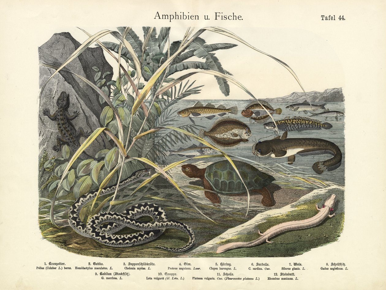 Anfibios y peces, c.1860 de German School