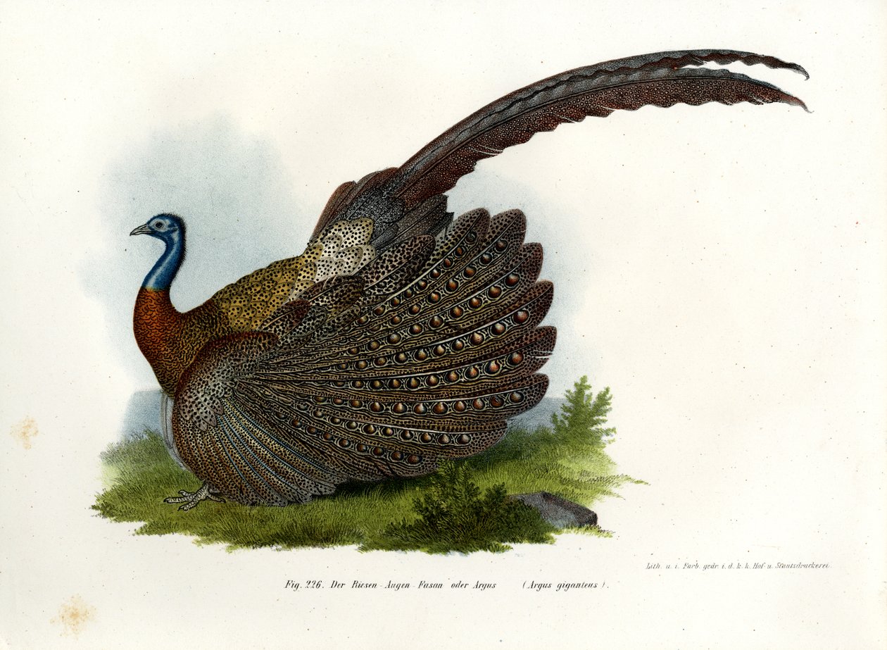 Faisán Argus, 1864 de German School