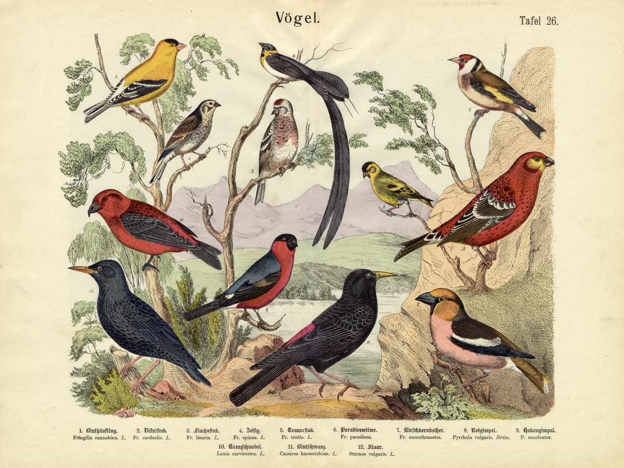 Aves, c.1860 de German School