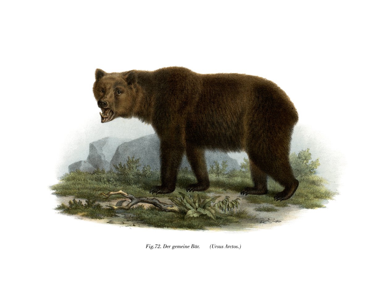 Oso común de German School