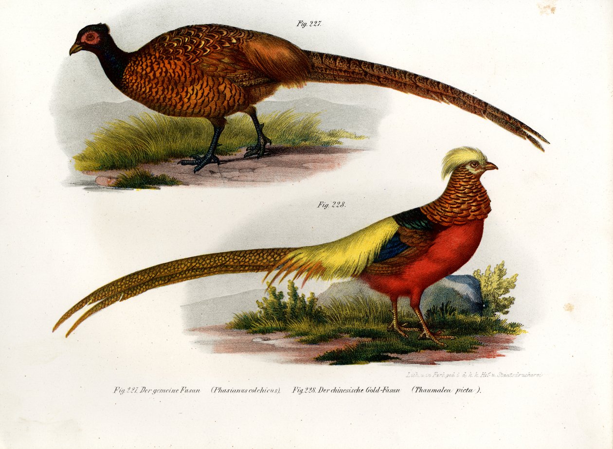 Faisán común, 1864 de German School
