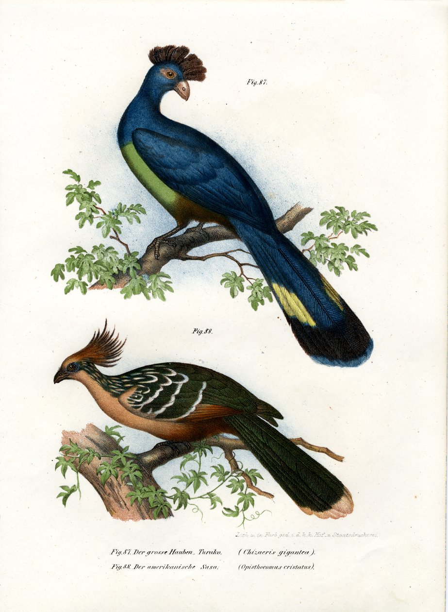 Turaco Grande, 1864 de German School