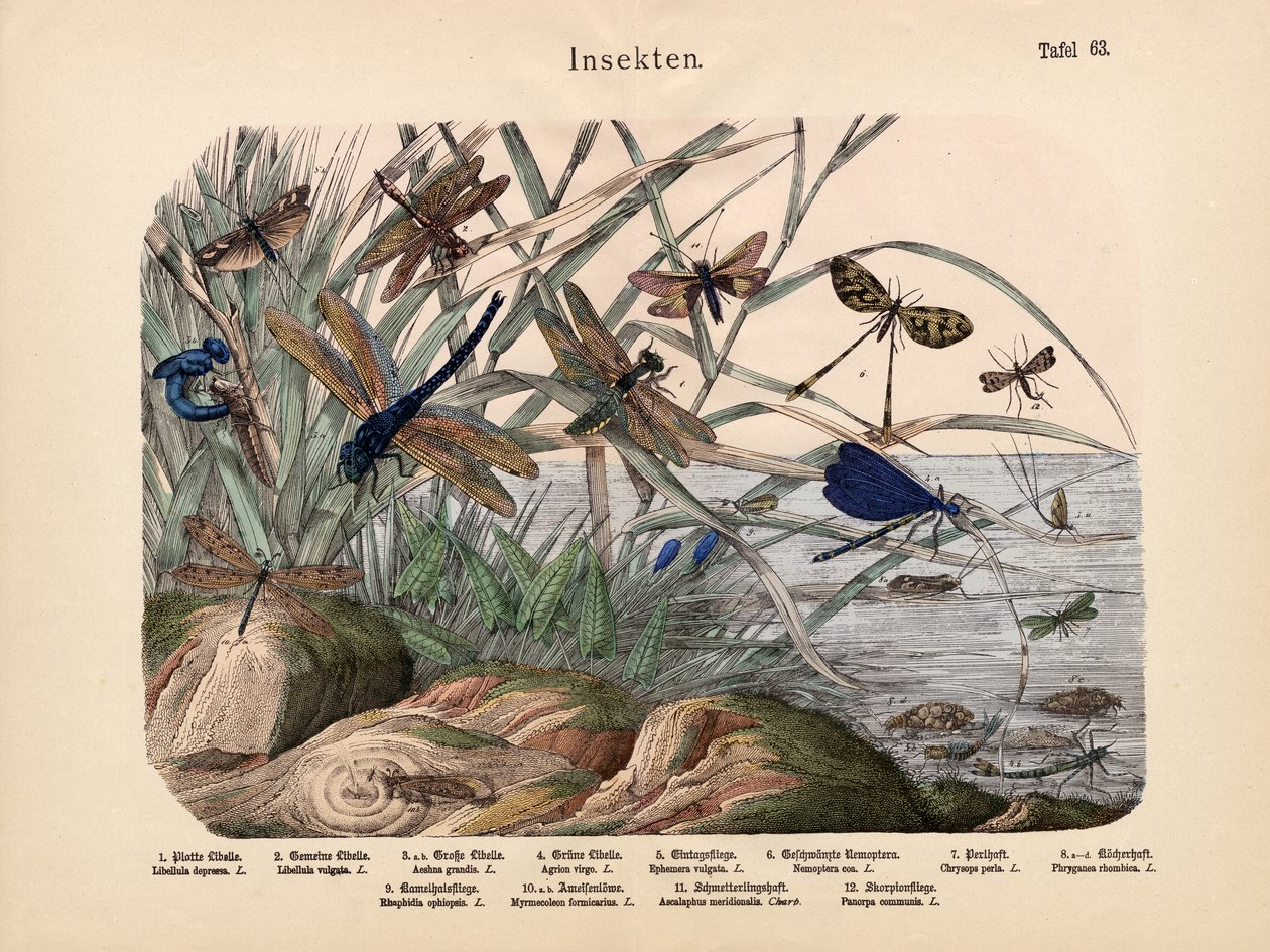 Insectos, c.1860 de German School