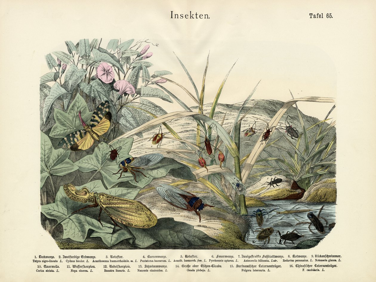 Insectos, c.1860 de German School