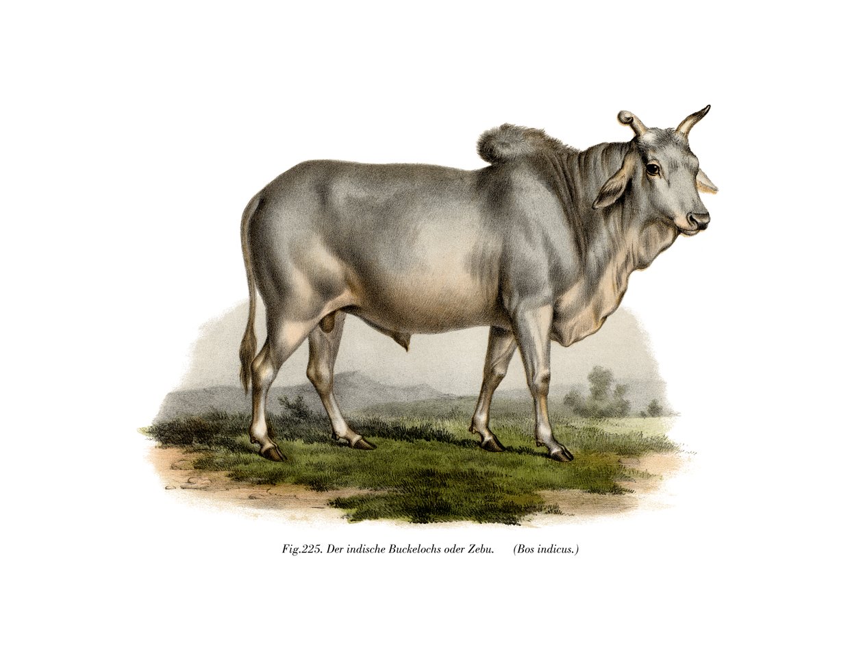 Vaca Zebu Maliense de German School