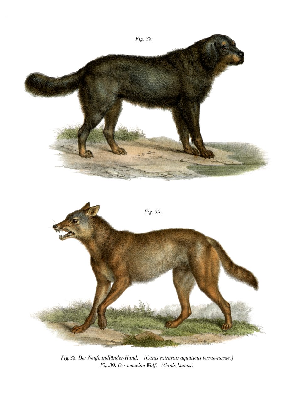 Perro de Terranova de German School