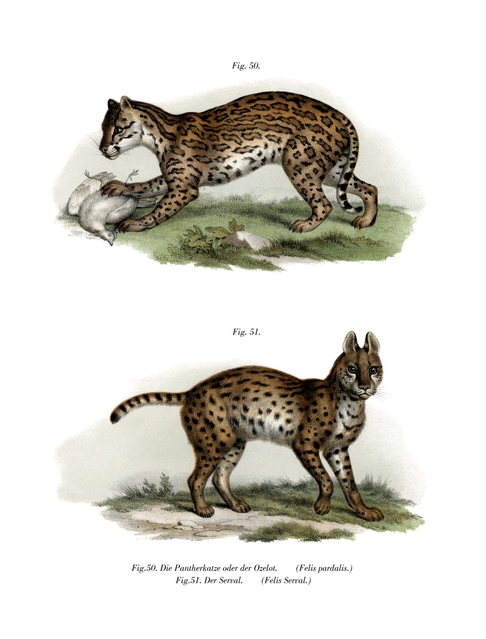 Ocelote de German School