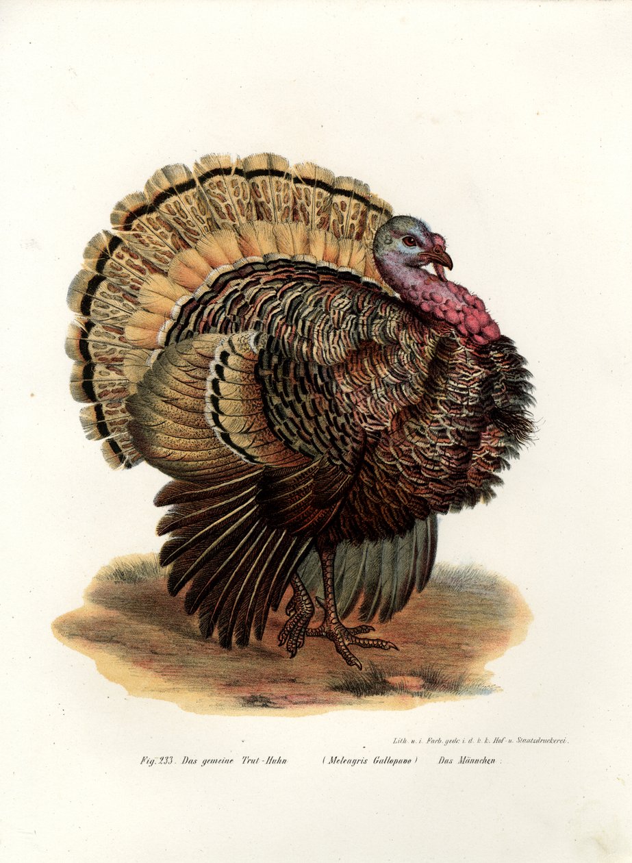 Pavo salvaje, 1864 de German School