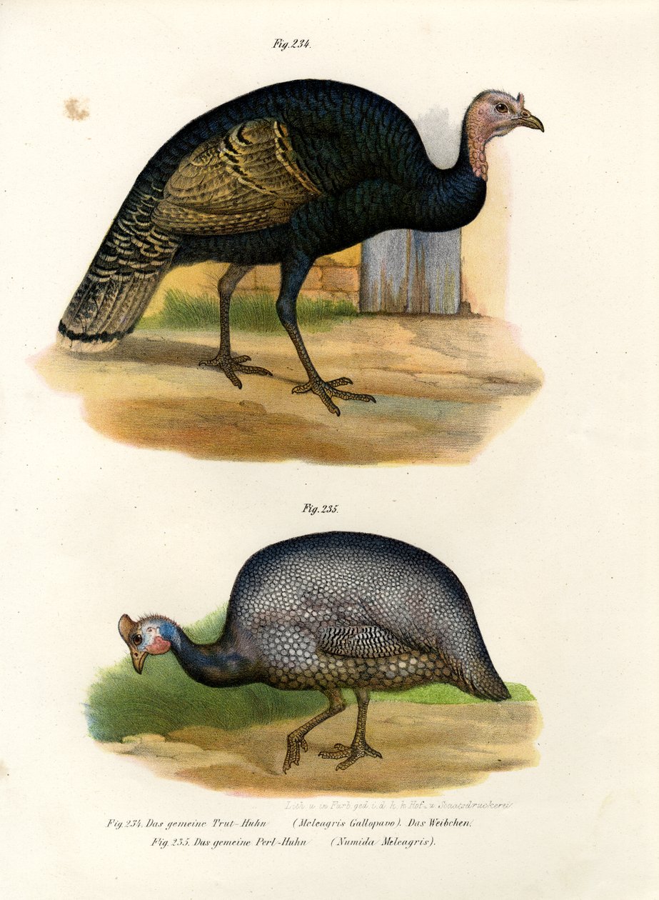 Pavo salvaje, 1864 de German School