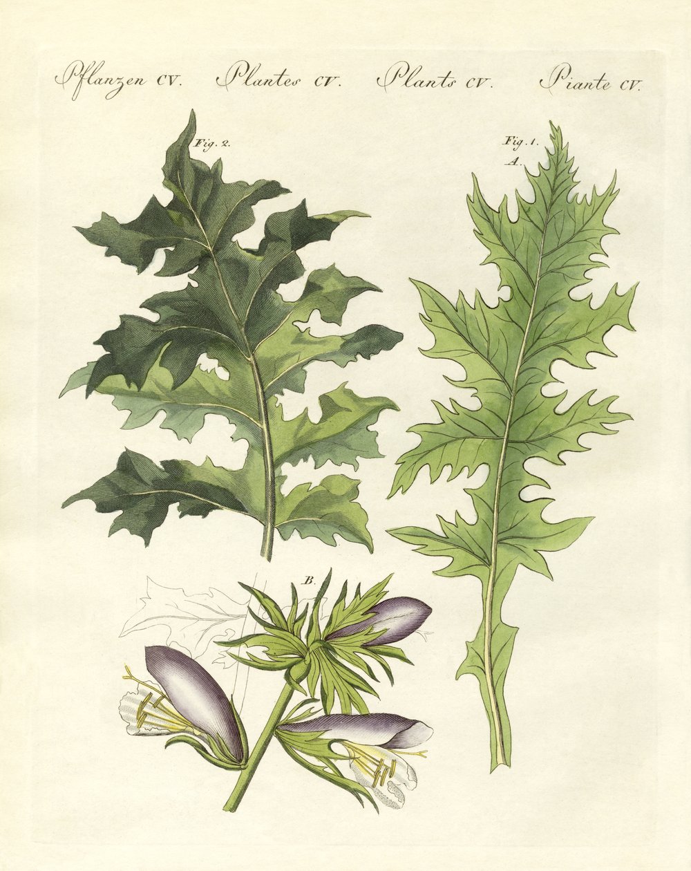 Plantas de acanto de German School