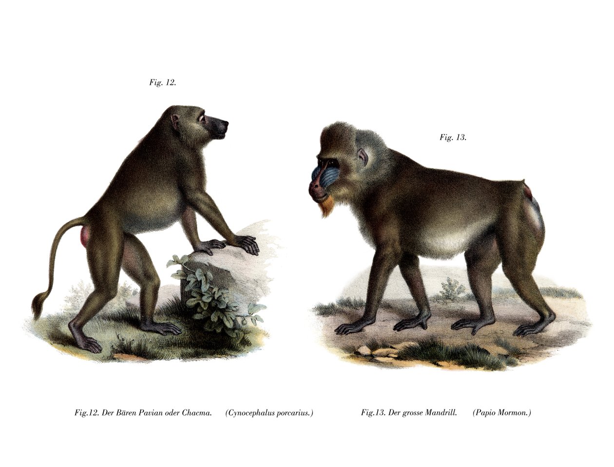 Babuino Africano, 1860 de German School