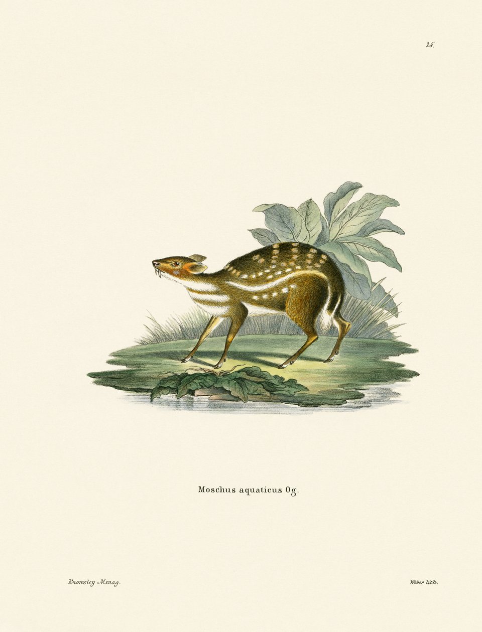 Chevrotain africano de German School