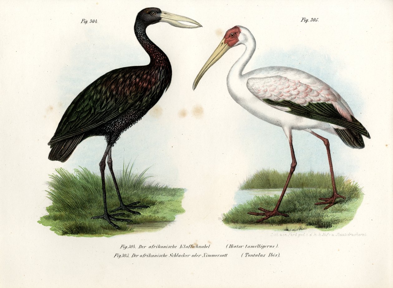 Cigüeña de pico abierto africana, 1864 de German School