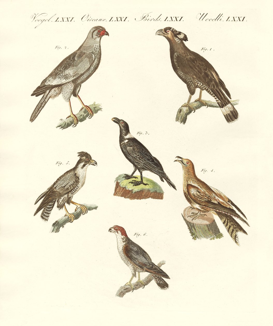 Aves africanas de German School