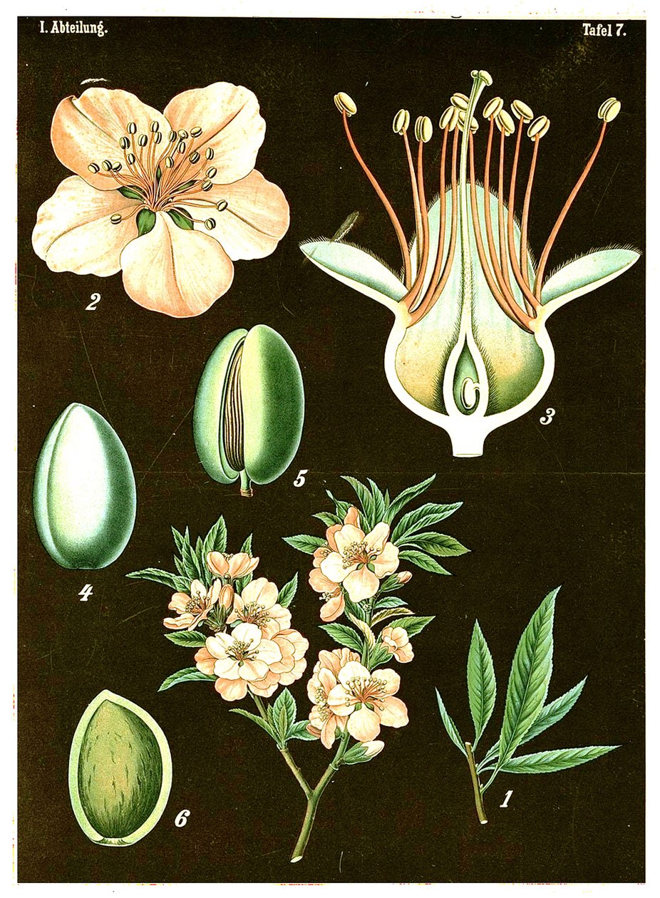 Almendra (Prunus Amygdalus) c.1890 de German School