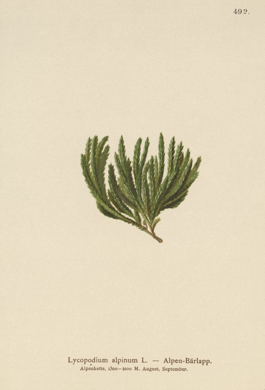 Lycopodium alpinum, Diphasiastrum alpinum de German School