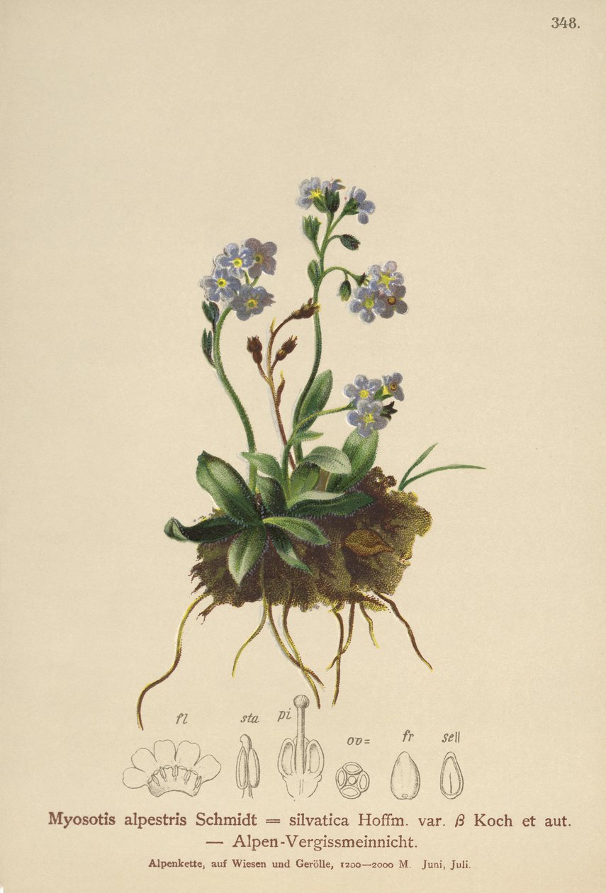 Nomeolvides alpino (Myosotis alpestris, Myosotis silvatica) de German School