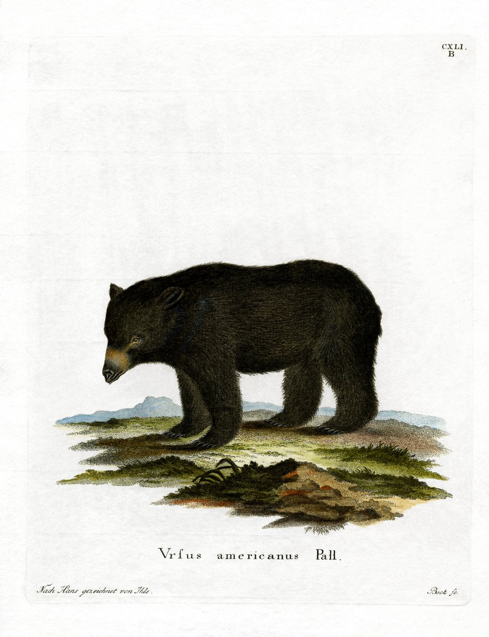 Oso Negro Americano de German School