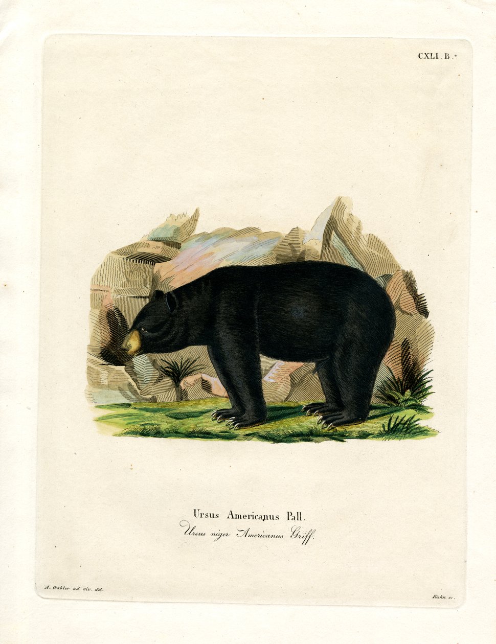 Oso Negro Americano de German School