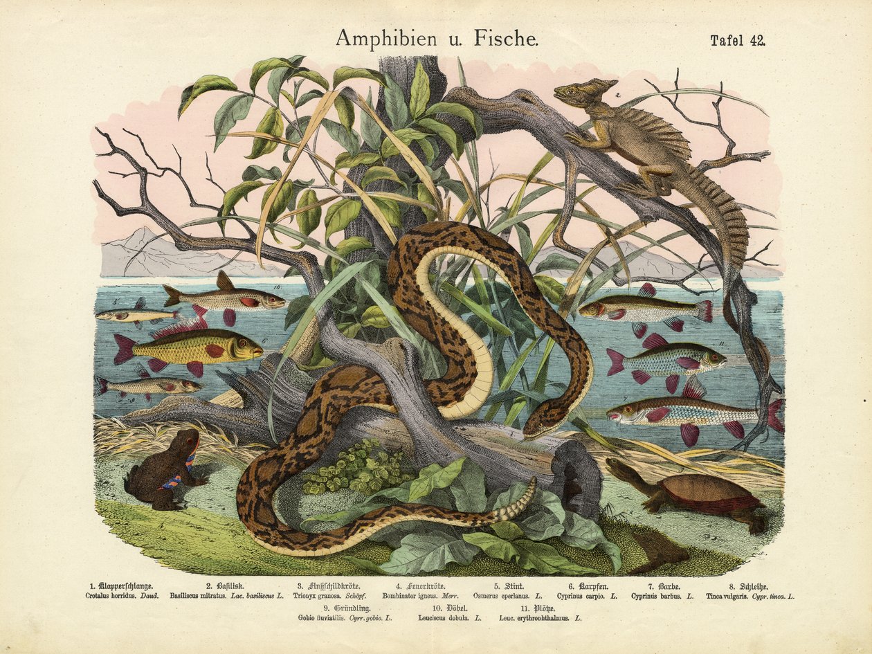 Anfibios y peces, c.1860 de German School