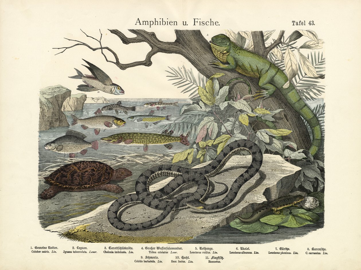 Anfibios y peces, c.1860 de German School