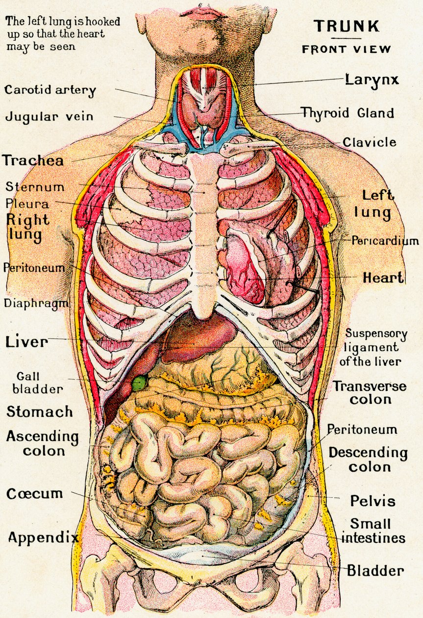 Vista anatómica del torso humano de German School