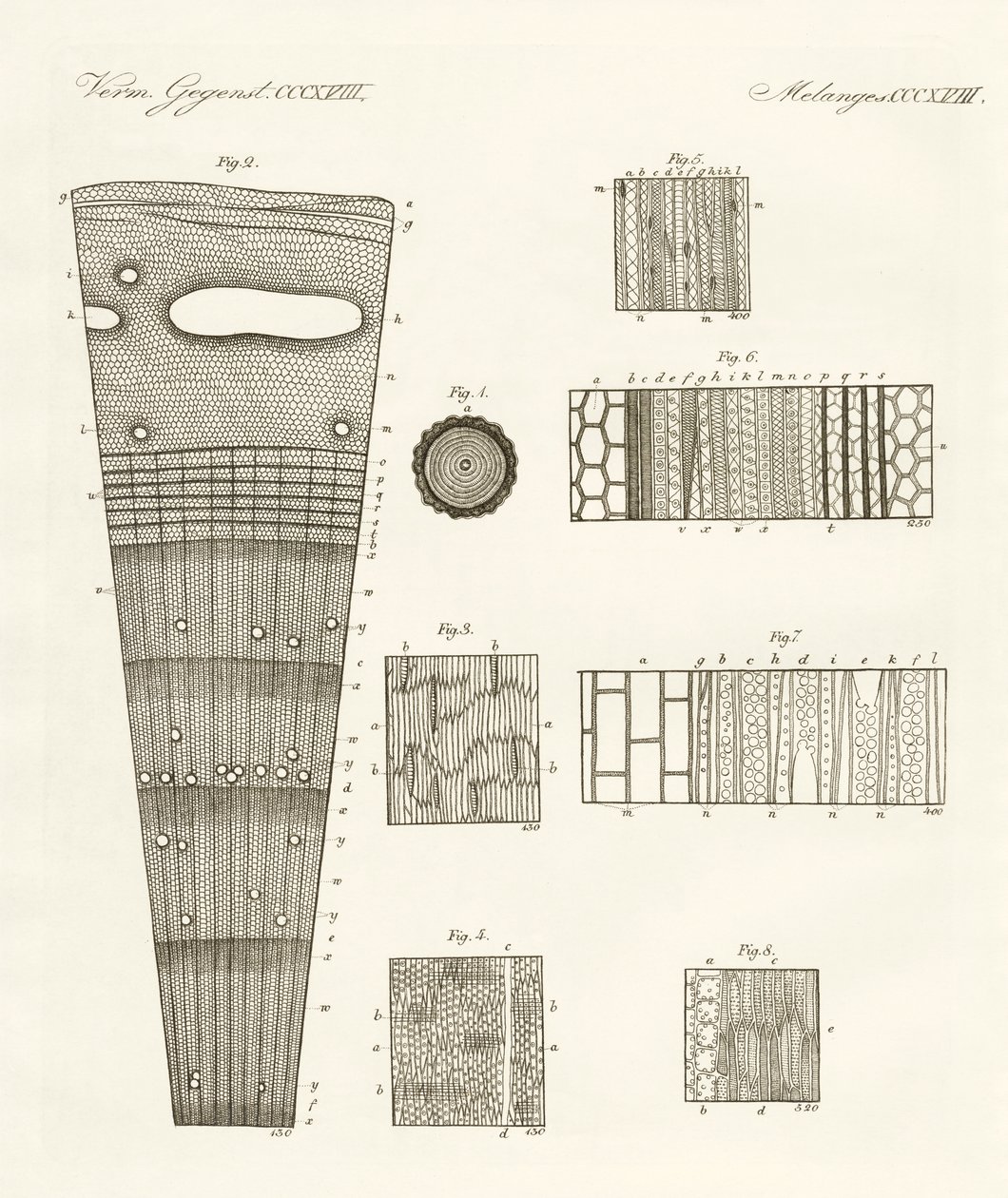 Anatomía de la madera de German School