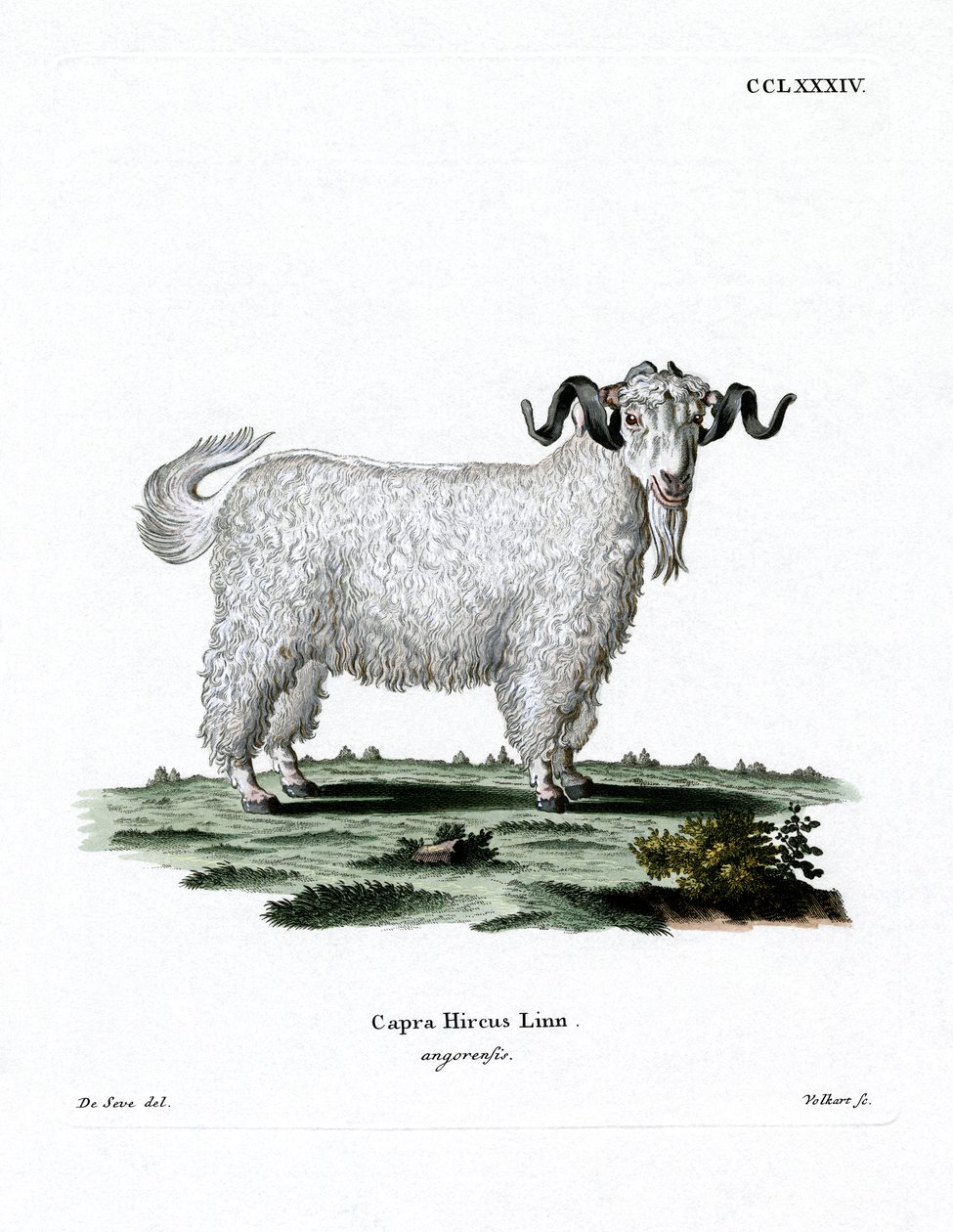 Cabra de Angora de German School