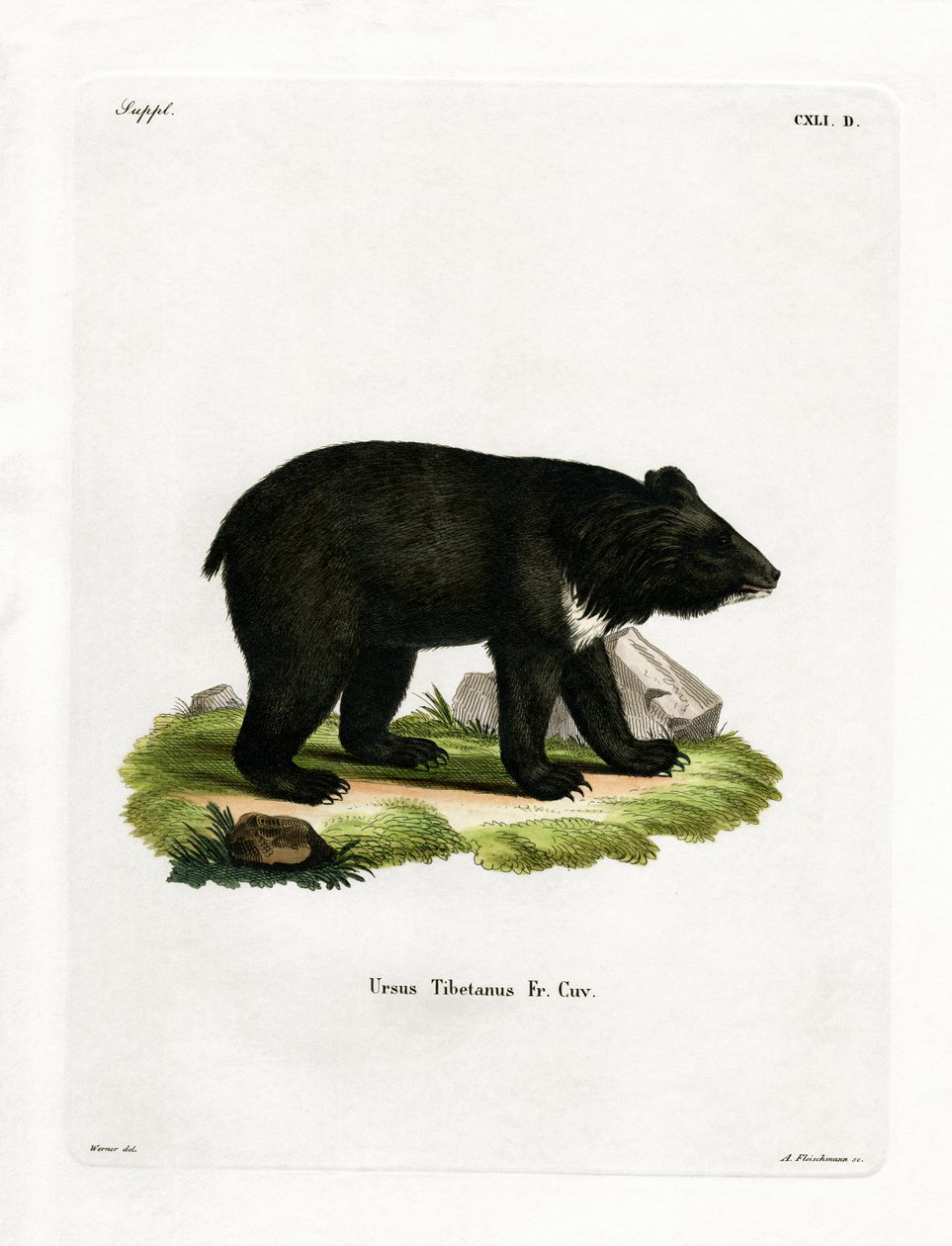 Oso Negro Asiático de German School
