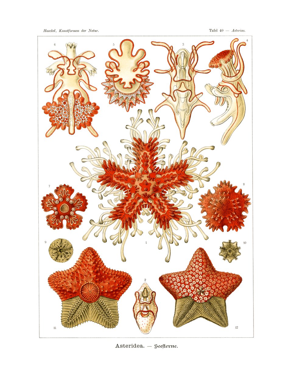 Asteridea de German School
