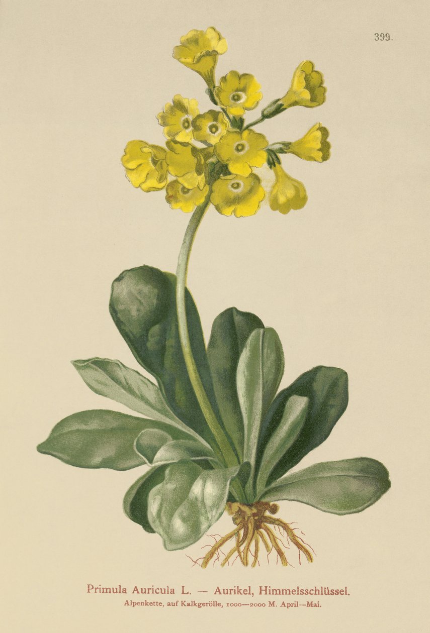 Aurícula (Primula Auricula) de German School