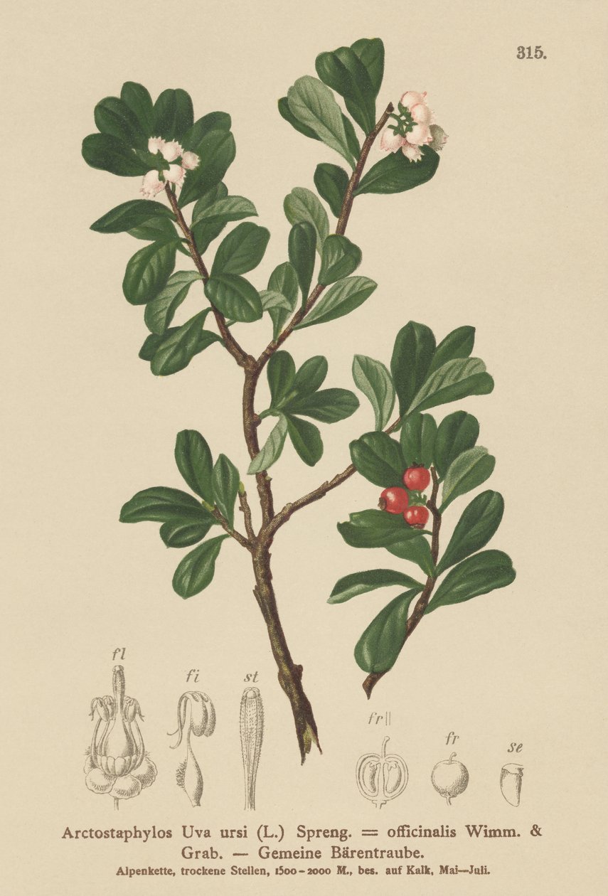 Gayuba (Arctostaphylos Uva ursi, Arctostaphylos officinalis) de German School