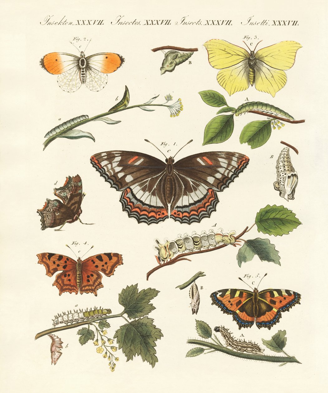 Hermosas mariposas alemanas de German School